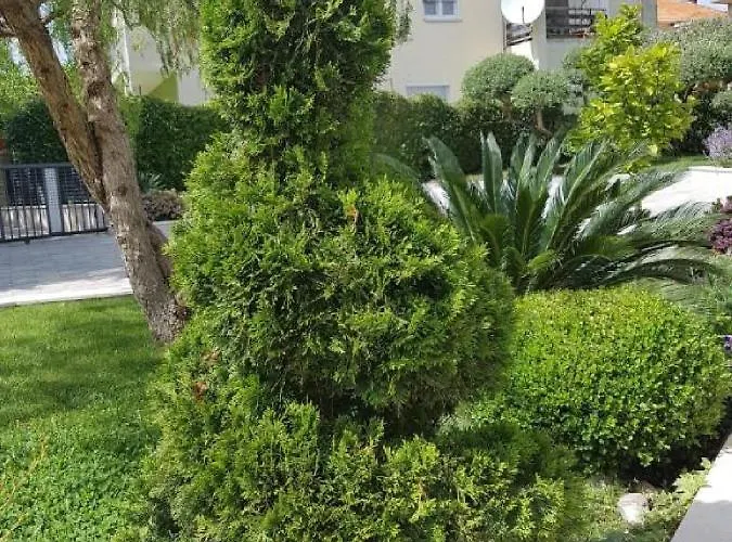 Calypso Royal * زادار